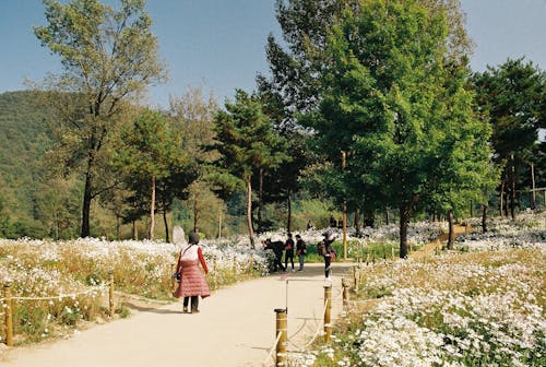 People Walking in a Park 
