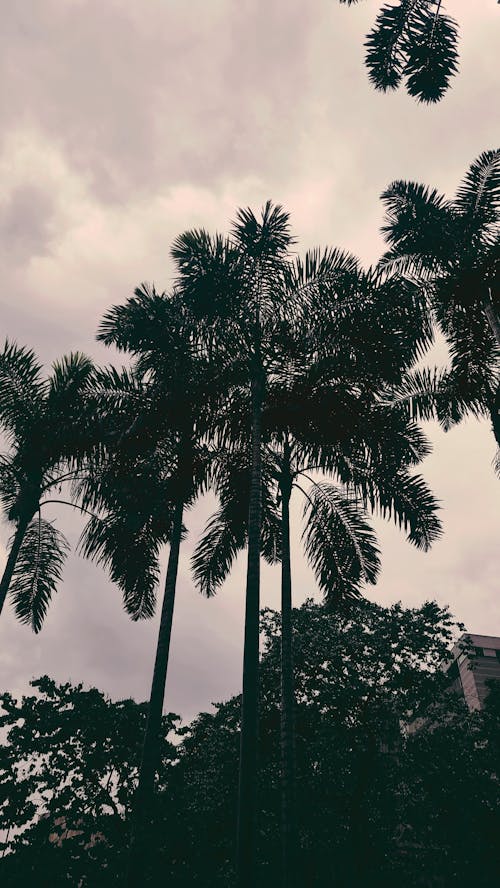 Palm Trees under the Sky