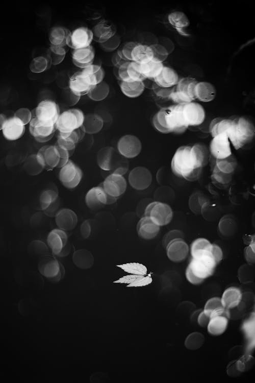 Black and white delicate tree leaf fallen on wet ground against blurred city illuminations