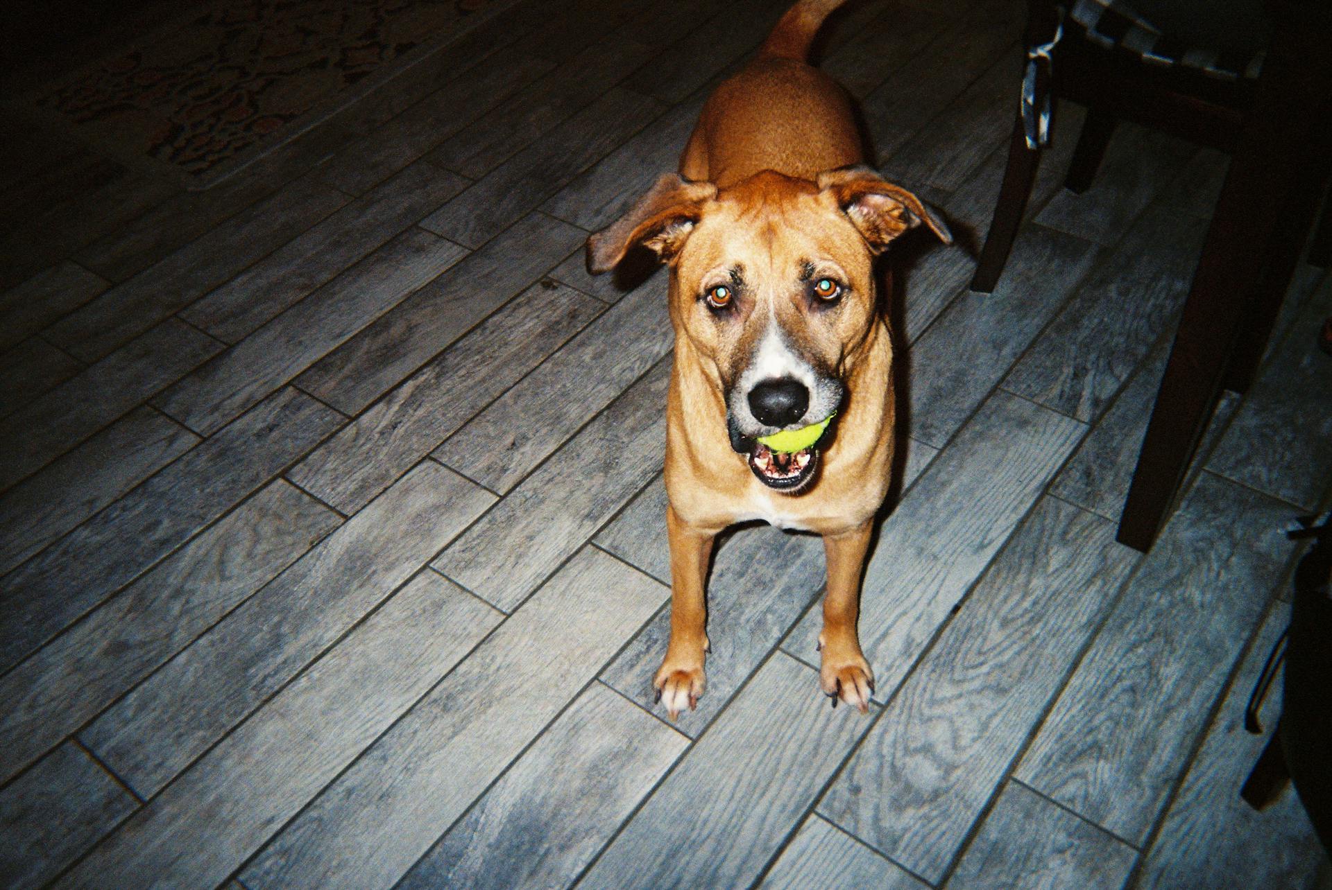 Dog with Tennis Ball in Mouth