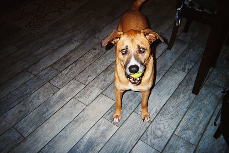 Dog With Tennis Ball In Mouth