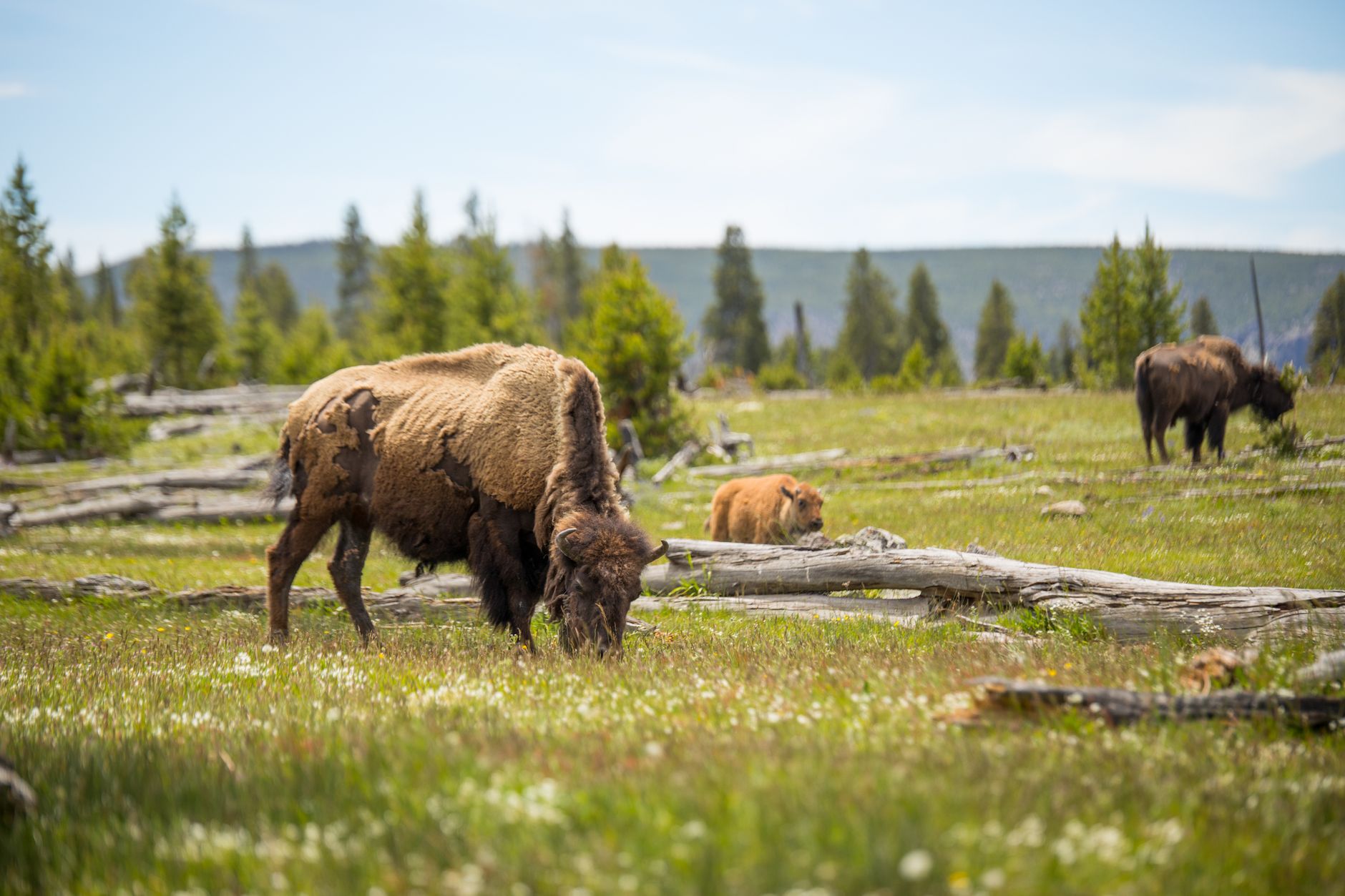 Rozzúrený bizón v Yellowstonskom národnom parku vymrštil turistu do výšky 2,5 metra - incident zachytila kamera