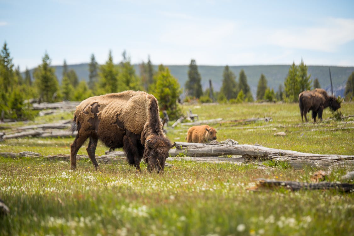 Photograph of a Bison Eating Grass Free Stock Photo Biology Diagrams