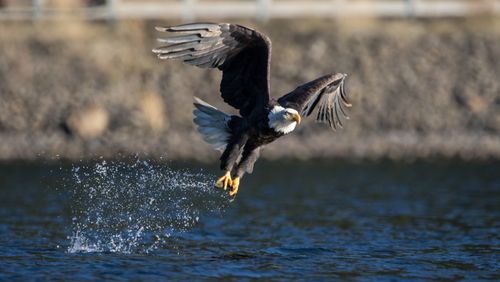 Free A bald eagle takes flight above a river, creating a stunning water splash. Stock Photo