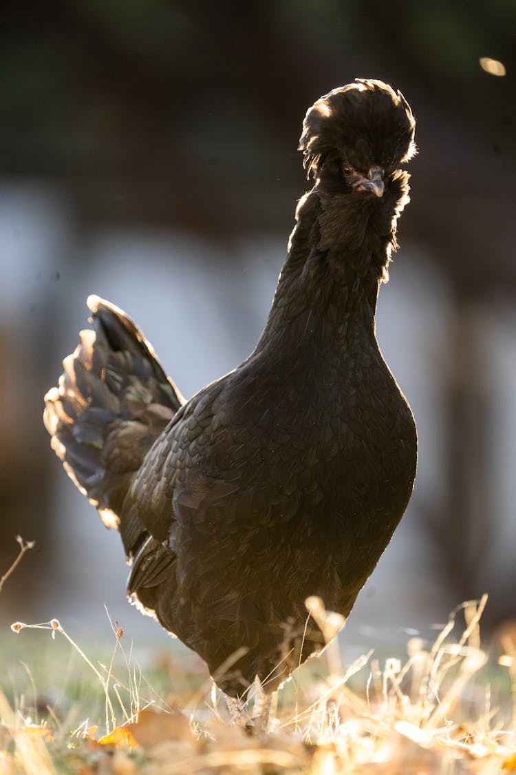 Close-Up Shot Of A Chicken