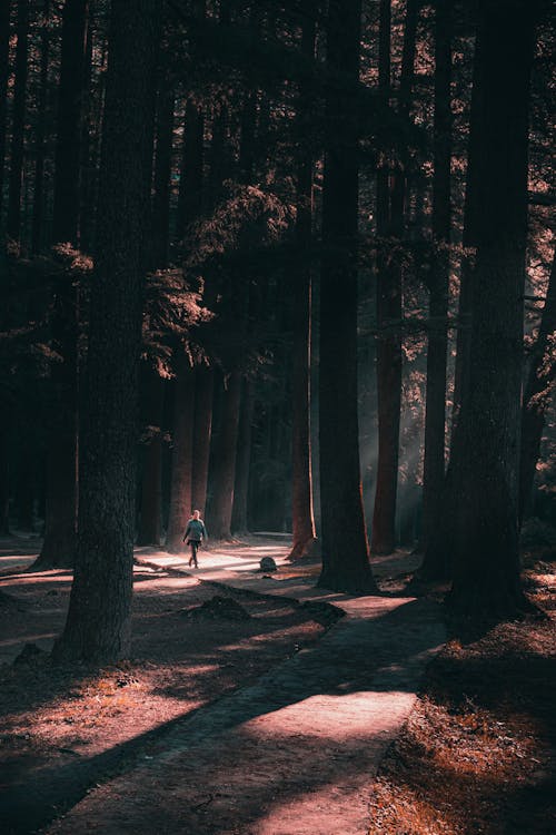 Woman Walking on Pathway in the Woods