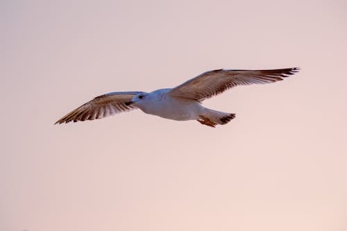 Kostenloses Stock Foto zu fliegen, fliegender vogel, flügel