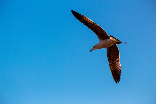 A Bird Flying in the Blue Sky 