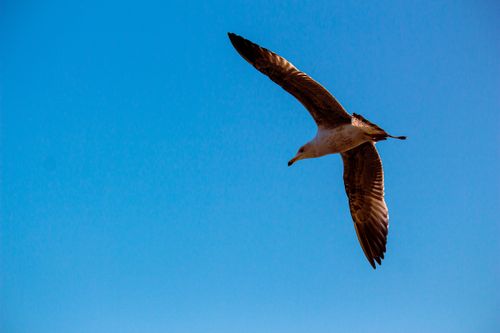 Free A majestic seagull gracefully soars against a vibrant blue sky, showcasing the beauty of avian flight. Stock Photo