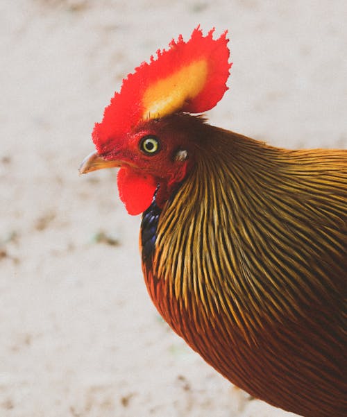wilpattu, 原雞, 斯里蘭卡 的 免費圖庫相片
