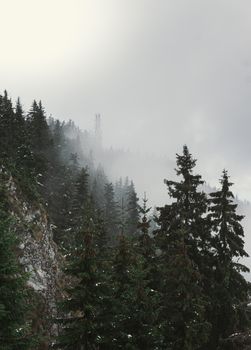 Misty view of coniferous trees on a mountain slope with dense fog.
