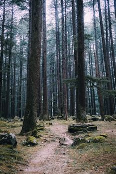 A tranquil hiking trail cuts through a forest with tall, slender trees and lush greenery.