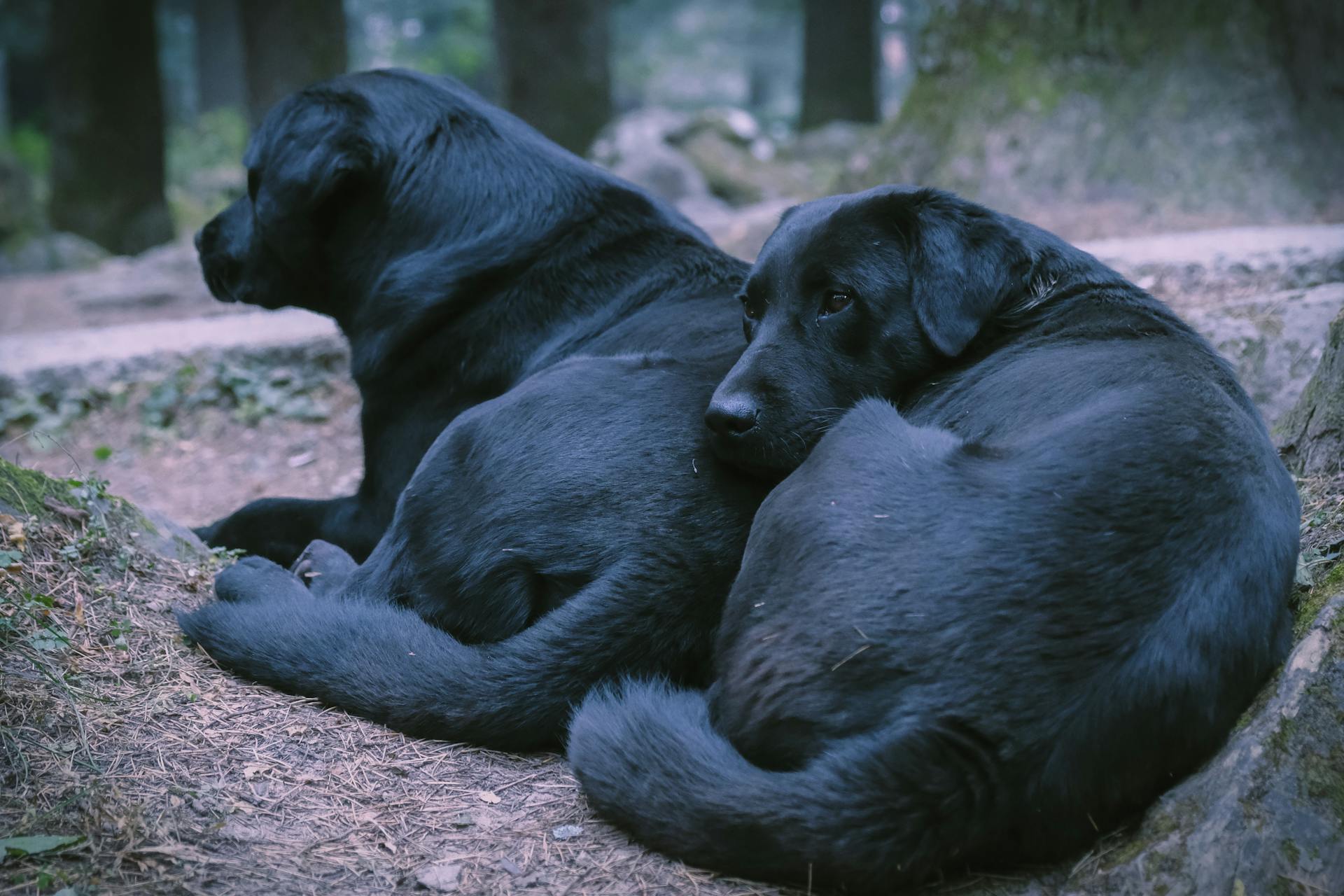 Two Dogs Lying on the Ground