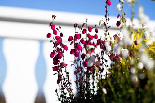 꽃, 데스크톱 바탕화면, 맑은 하늘의 무료 스톡 사진