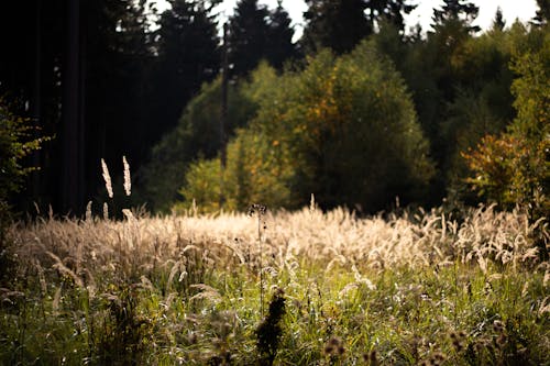 Free stock photo of beige, dark green, field