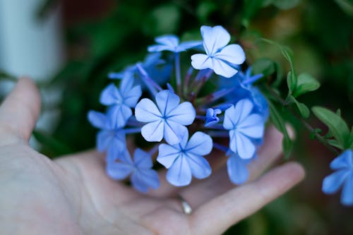 Foto profissional grátis de azul claro, flor, flor azul