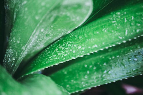 Water Drops on Plant Leaves 