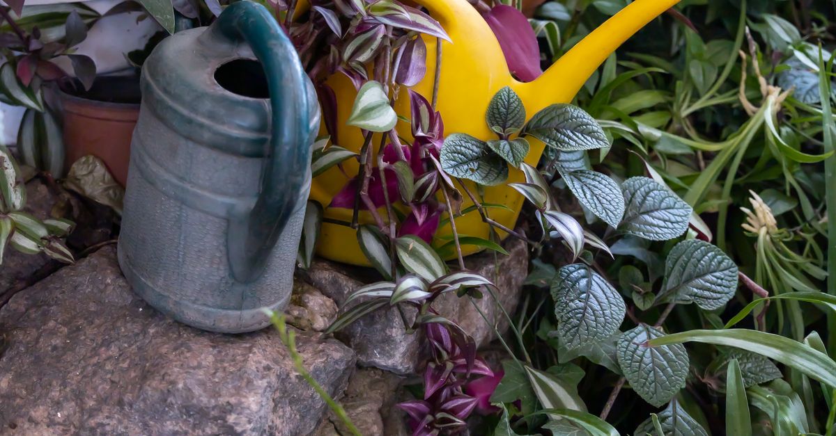 植物に水やりをする様子