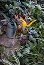 Watering Cans among Plants