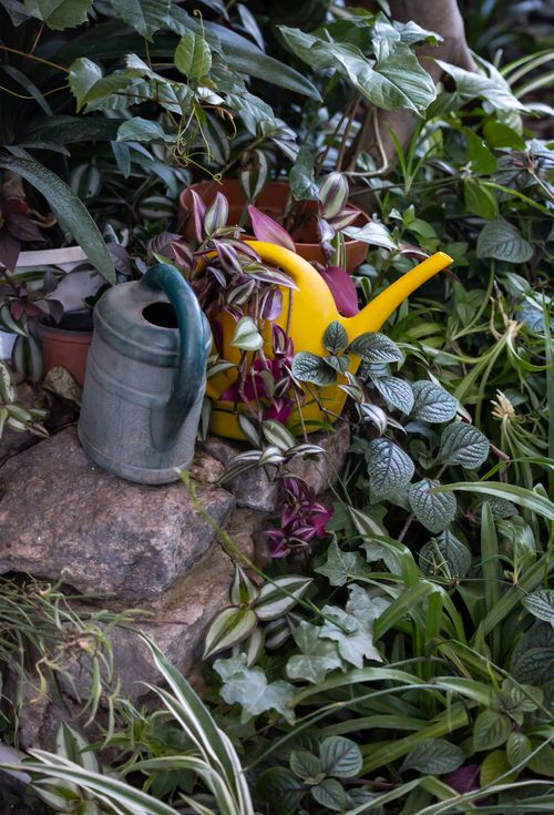 Free A lush garden scene with vibrant plants, colorful watering cans, and abundant foliage. Stock Photo