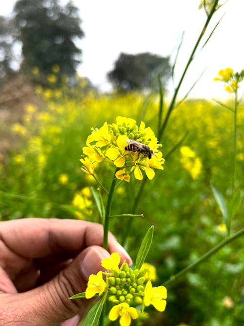 Free stock photo of green, mustard, nature