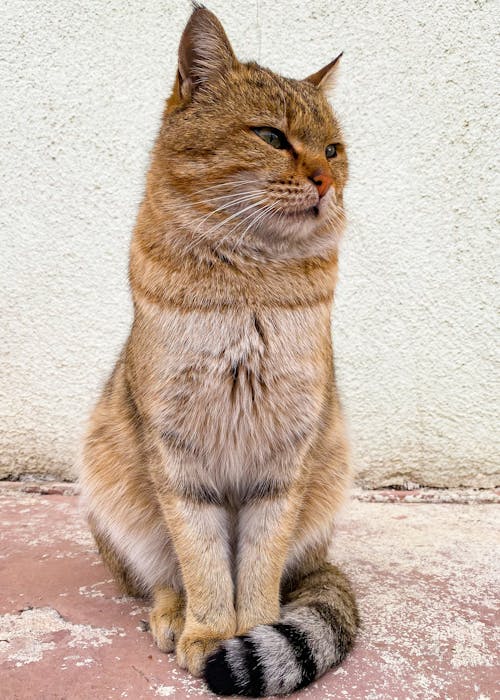 Foto profissional grátis de animal, gato