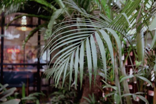 Captivating close-up of vibrant green palm leaves in a Jakarta garden setting.