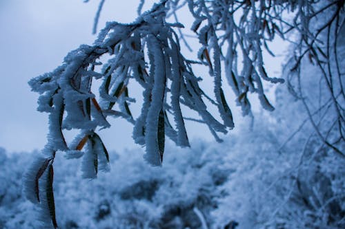 คลังภาพถ่ายฟรี ของ ครอบคลุม, ดินแดนมหัศจรรย์แห่งฤดูหนาว, ธรรมชาติ