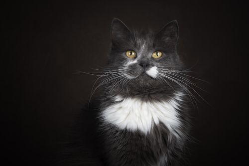 Free Stunning studio portrait of a black and white cat with striking yellow eyes on a dark background. Stock Photo