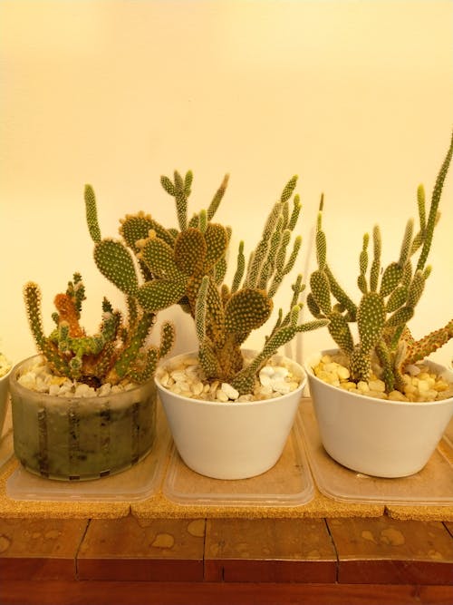 Gratuit Photos gratuites de botanique, cactus, cailloux Photos