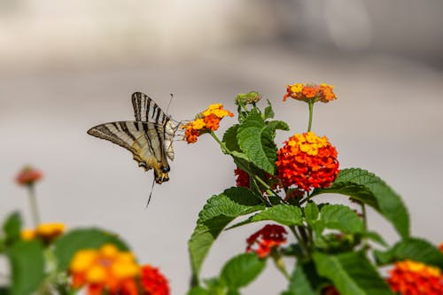 Foto profissional grátis de animal, asas, borboleta