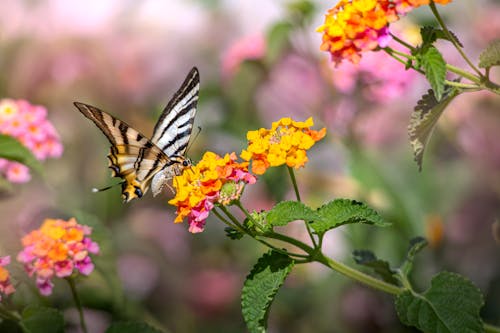 Brown and White Butterfly Perched on Yellow and Pink Flower