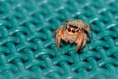 Close Up Photo of a Spider