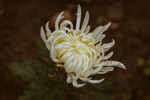 Imagine de stoc gratuită din a închide, crizantemă, floare