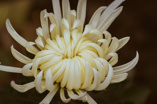 Photos gratuites de chrysanthème, fermer, fleur