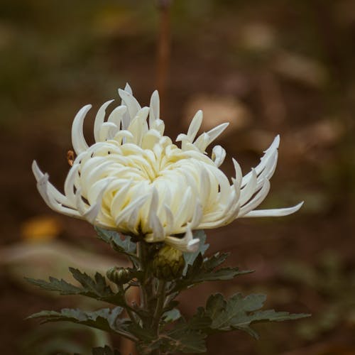 Photos gratuites de chrysanthème, fermer, fleur