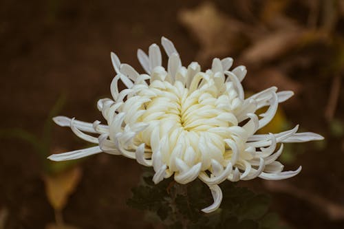 Photos gratuites de chrysanthème, fermer, fleur