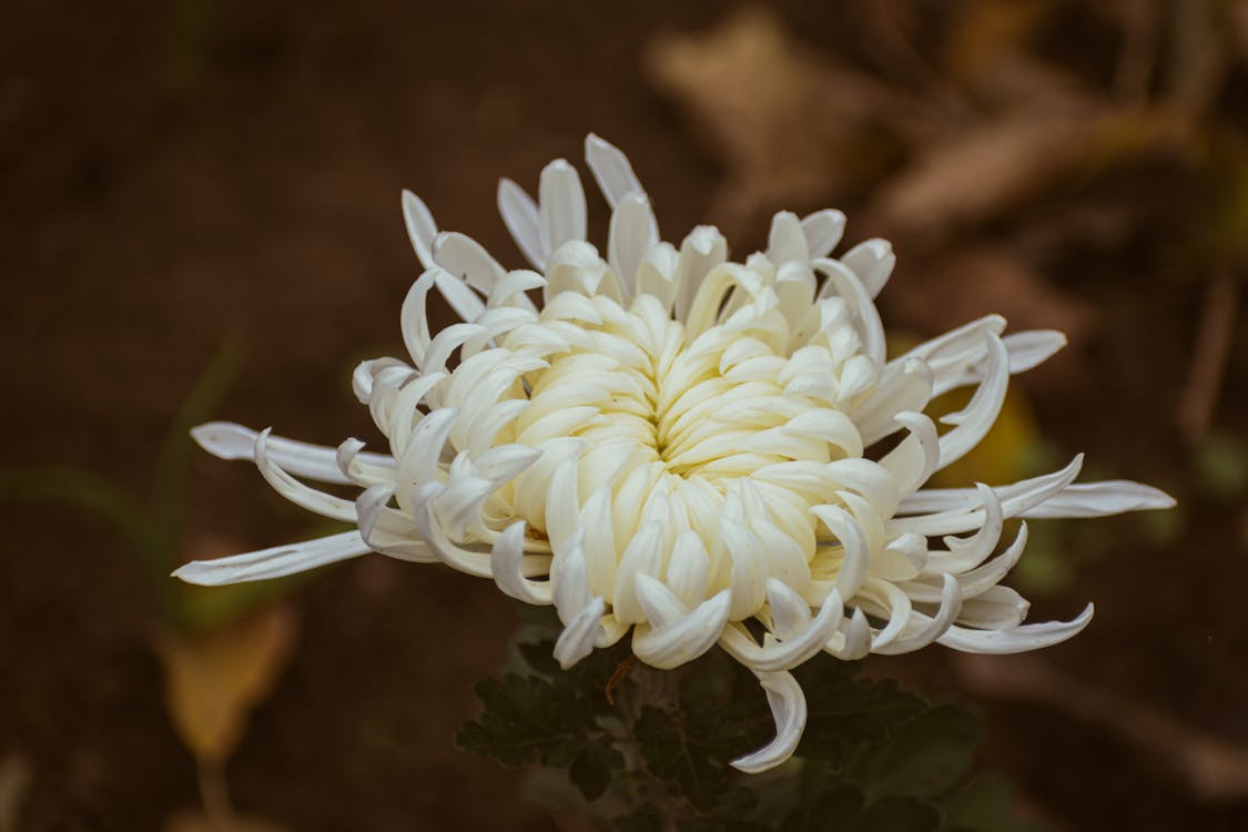 Immagine gratuita di avvicinamento, crisantemo, fiore