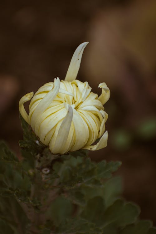 Yellow Flower in Close Up Photography