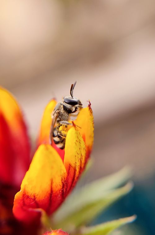 Free Detailed macro shot of a bee perched on a colorful flower petal, showcasing nature's beauty. Stock Photo