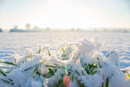 Close-up of snow-covered grass in a field during sunrise, depicting a serene winter scene.