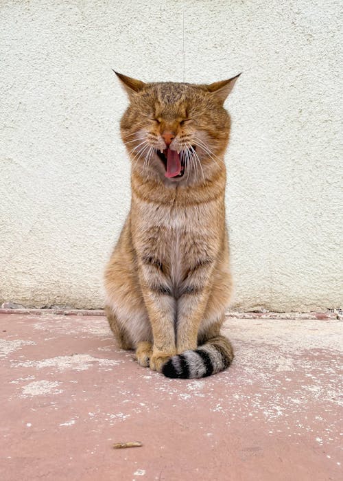 Foto profissional grátis de animal, gato, gato papel de parede