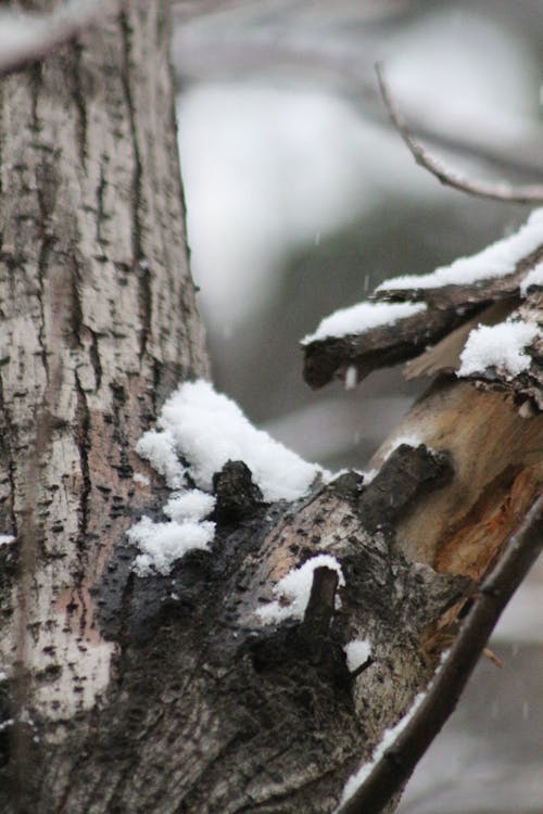 Fotobanka s bezplatnými fotkami na tému kôra stromu, sneh, vetva stromu