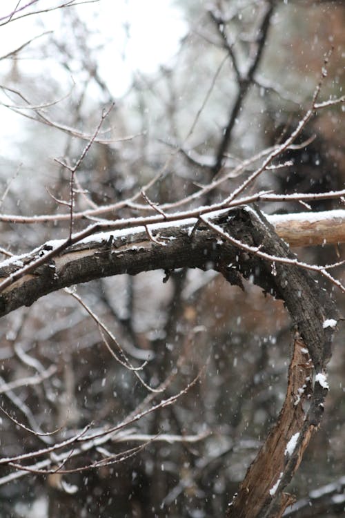 Photograph of White Snow on a Tree Branch