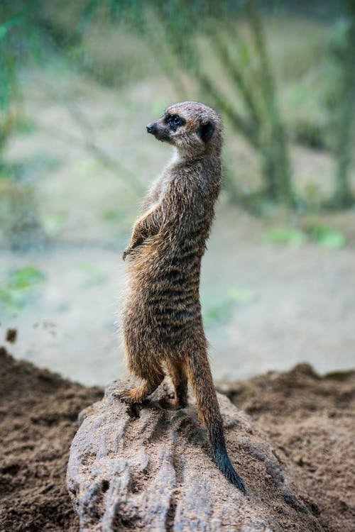 Δωρεάν στοκ φωτογραφιών με meerkat, άγριο ζώο, γκρο πλαν Φωτογραφία από στοκ φωτογραφιών