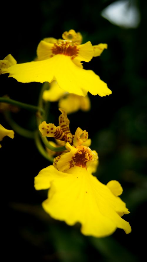 Free stock photo of beautiful flower, beauty of nature, calm Stock Photo
