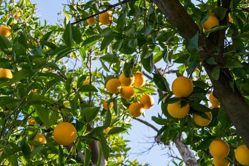 Free Bright oranges growing on tree branches in Göcek, Muğla, Turkey. Stock Photo