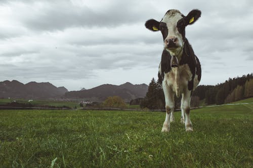 動物の写真, 家畜, 耳タグの無料の写真素材