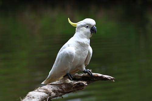 Close Up Photo of a White Bird