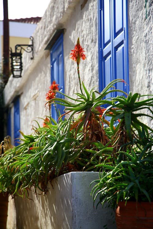 Immagine gratuita di avvicinamento, edificio, fiori